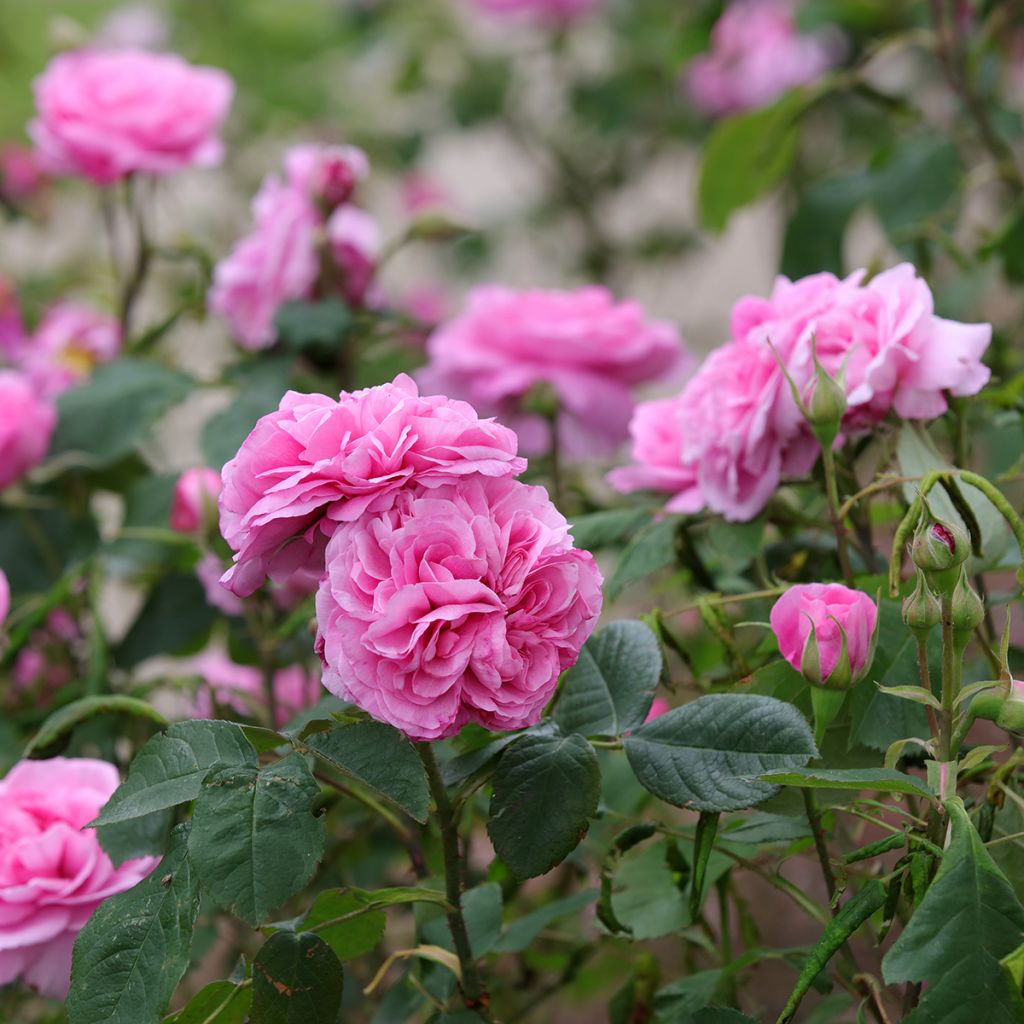 Roseira inglesa Gertrude Jekyll
