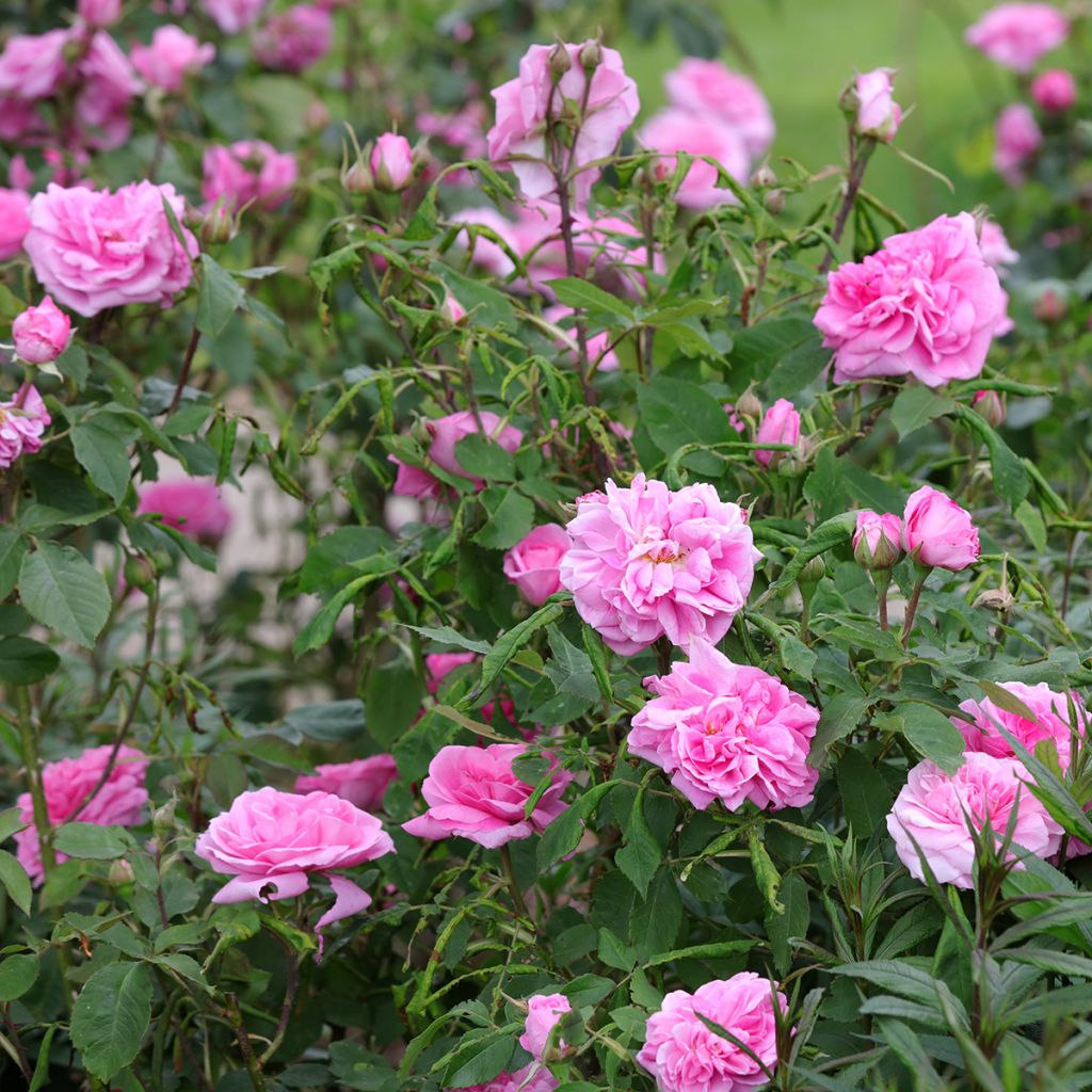 Roseira inglesa Gertrude Jekyll