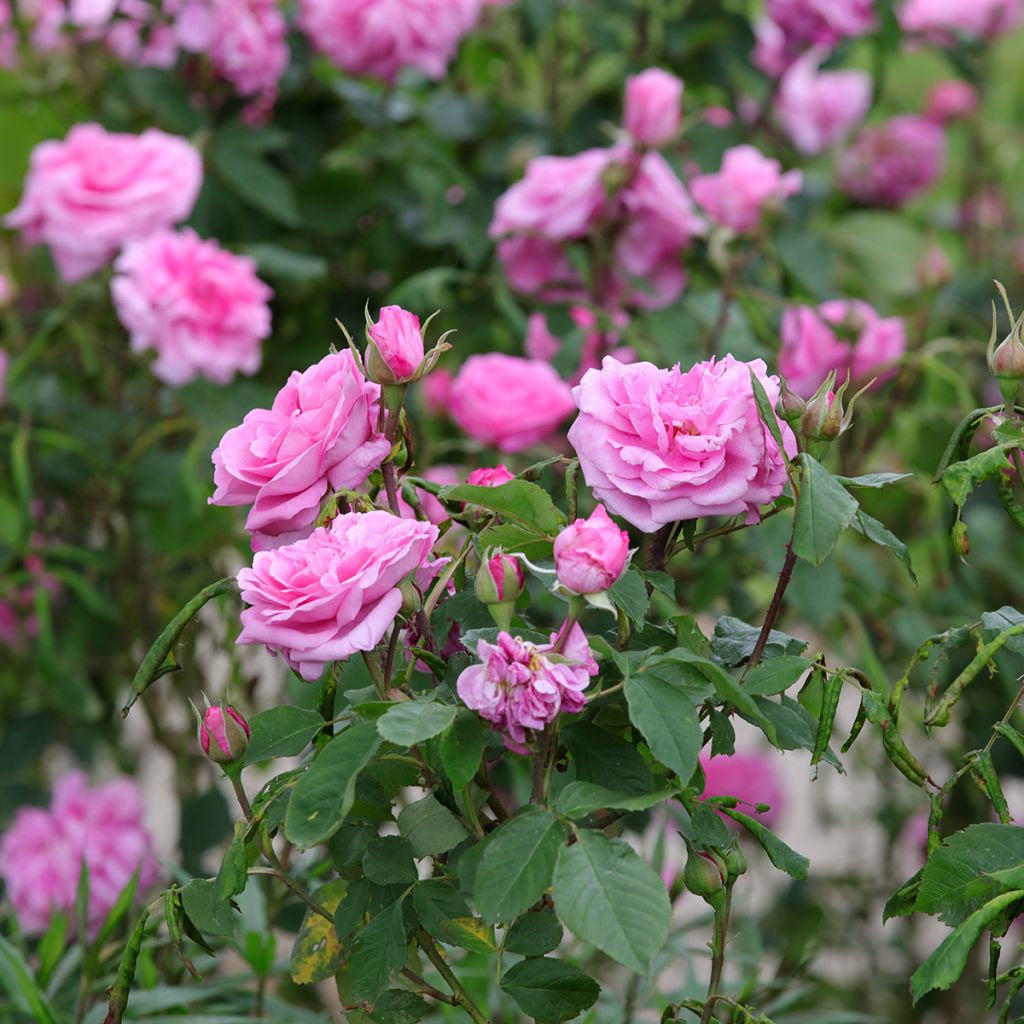 Roseira inglesa Gertrude Jekyll