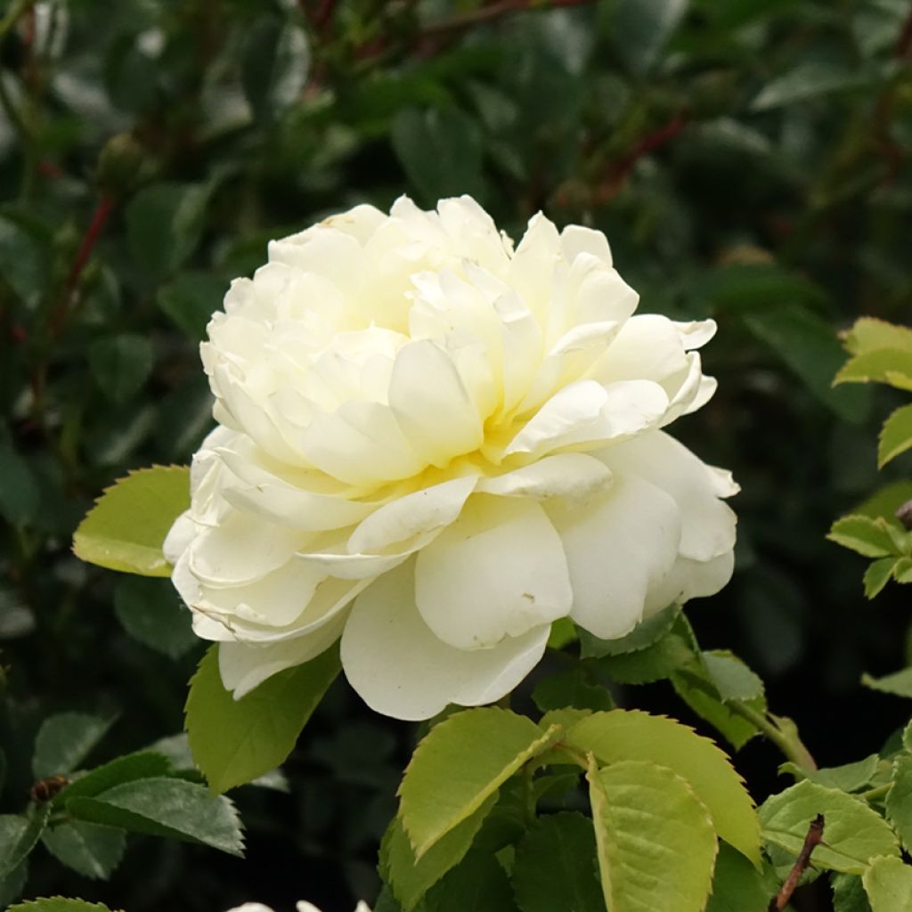 Roseira inglesa Imogen