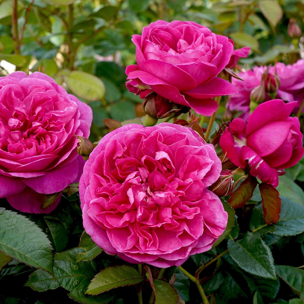 Roseira inglesa James L Austin