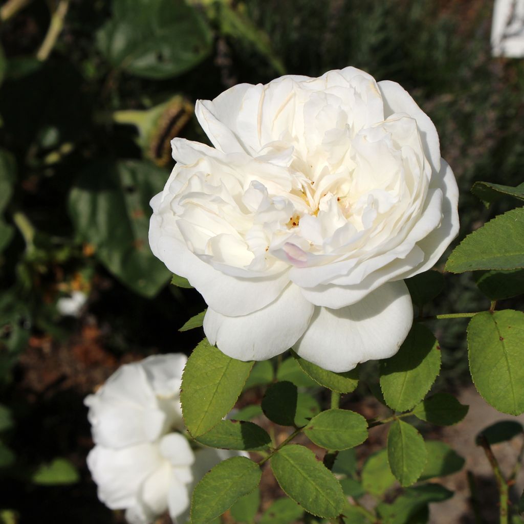 Roseira inglesa Winchester Cathedral