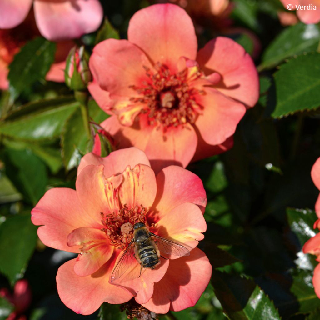 Roseira paisagística Baia