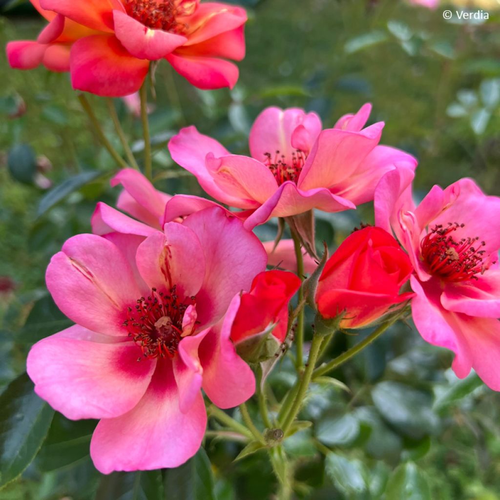 Roseira paisagística Baia