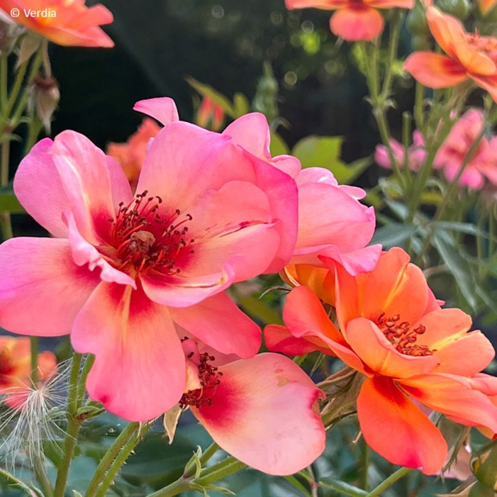 Roseira paisagística Baia