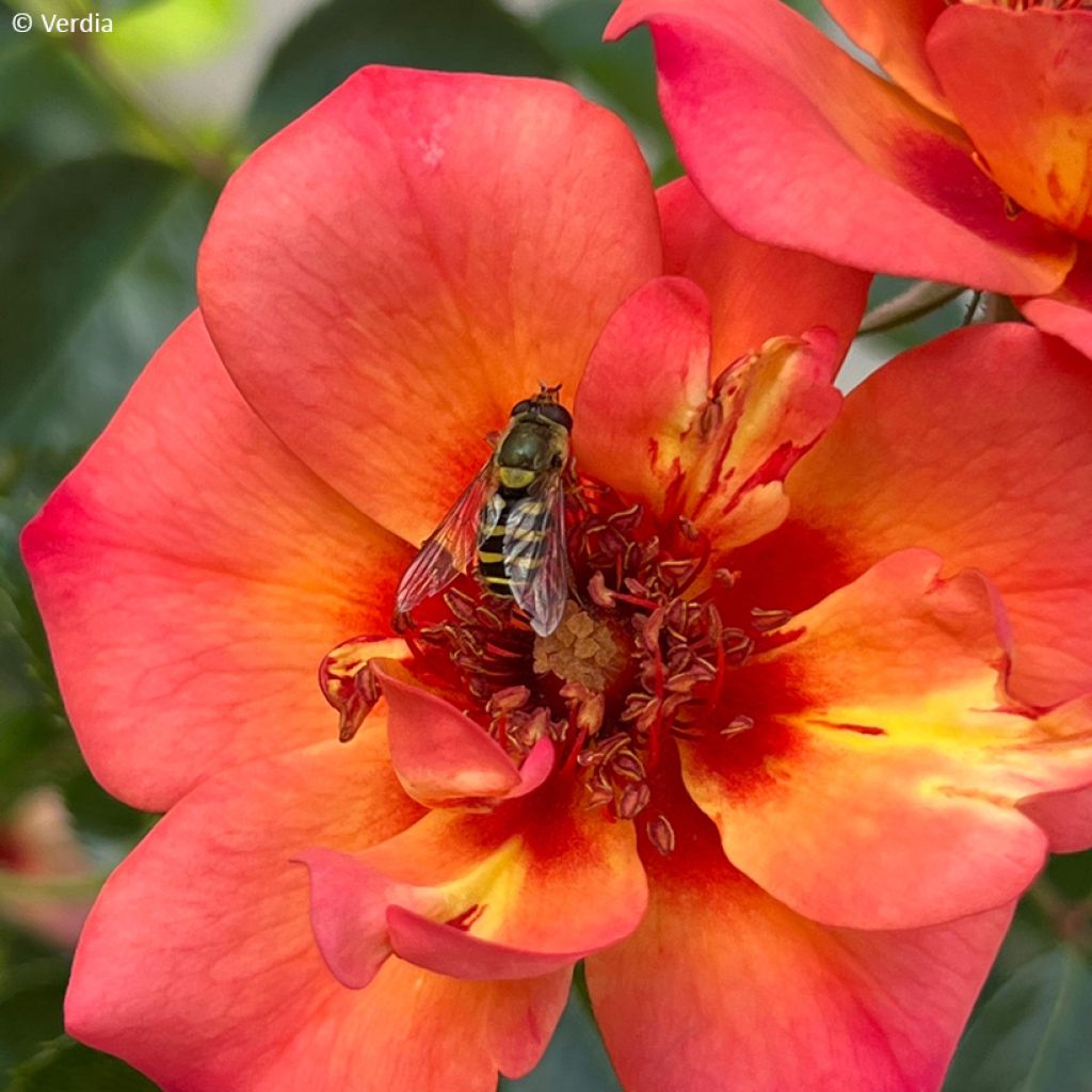 Roseira paisagística Baia