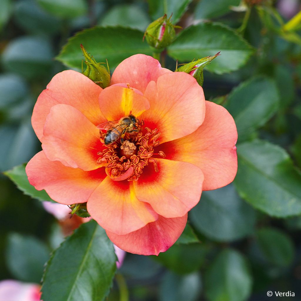 Roseira paisagística Baia