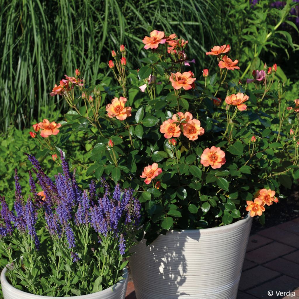 Roseira paisagística Baia