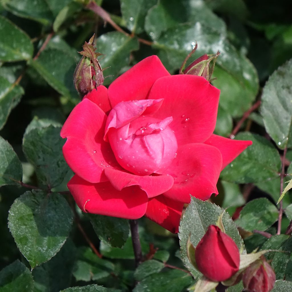 Roseira miniatura Double Knock Out