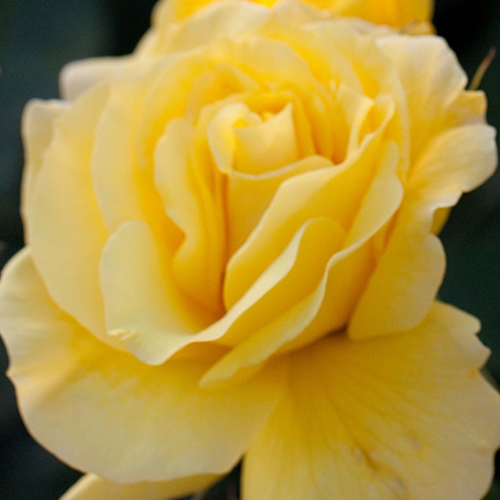 Roseira floribunda Friesia