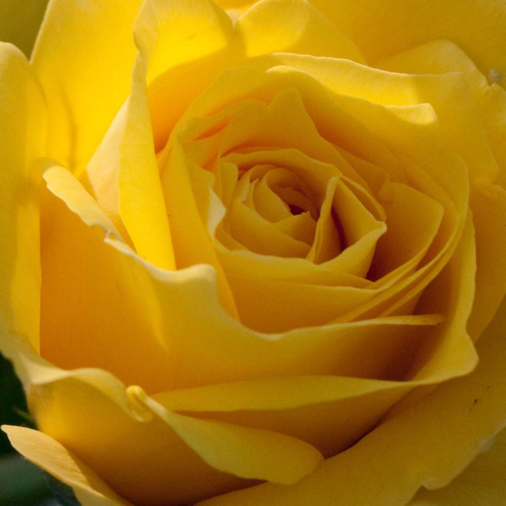 Roseira floribunda Friesia