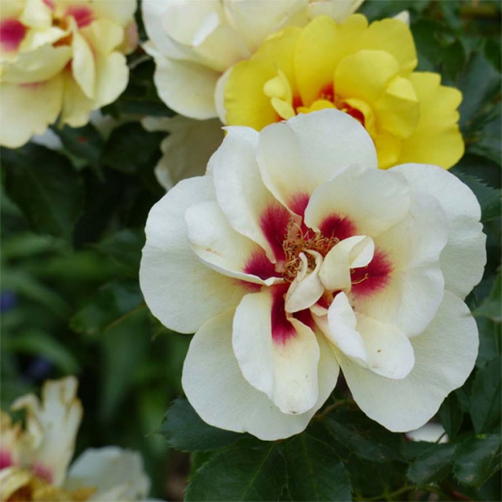 Roseira trepadeira Eyeconic