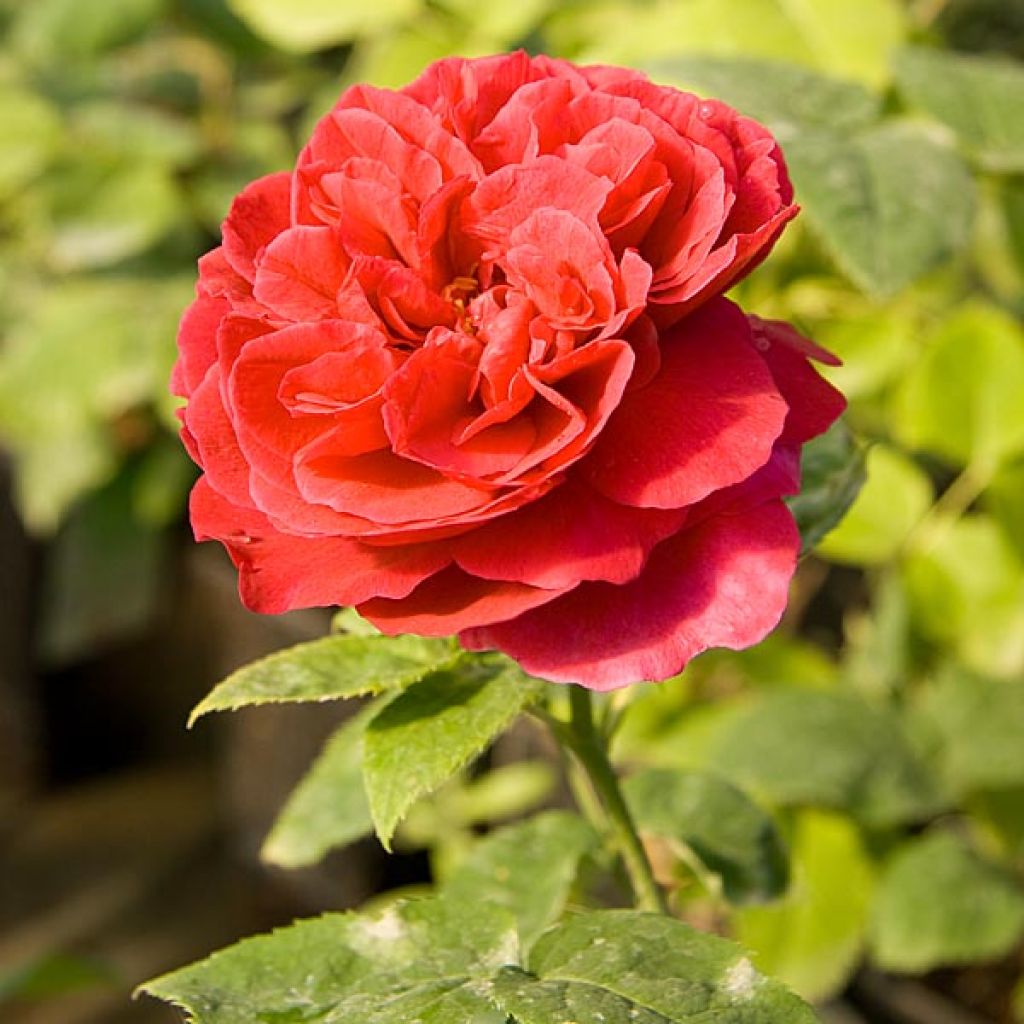 Roseira inglesa L.D. Braithwaite