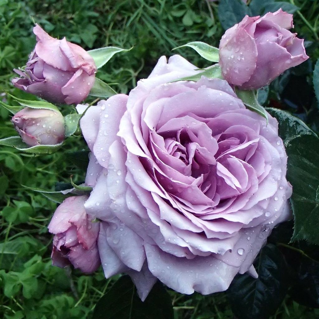 Roseira floribunda Love Song