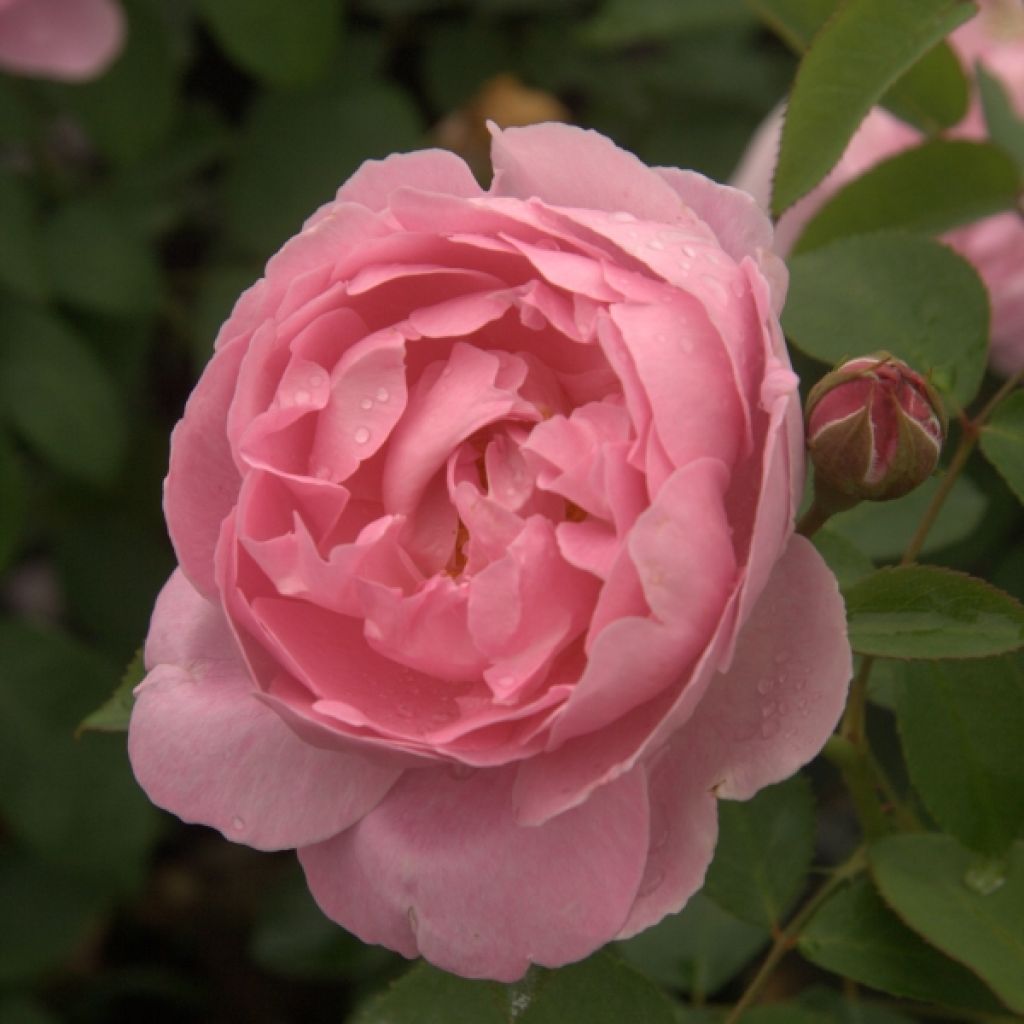 Roseira inglesa Mary Rose