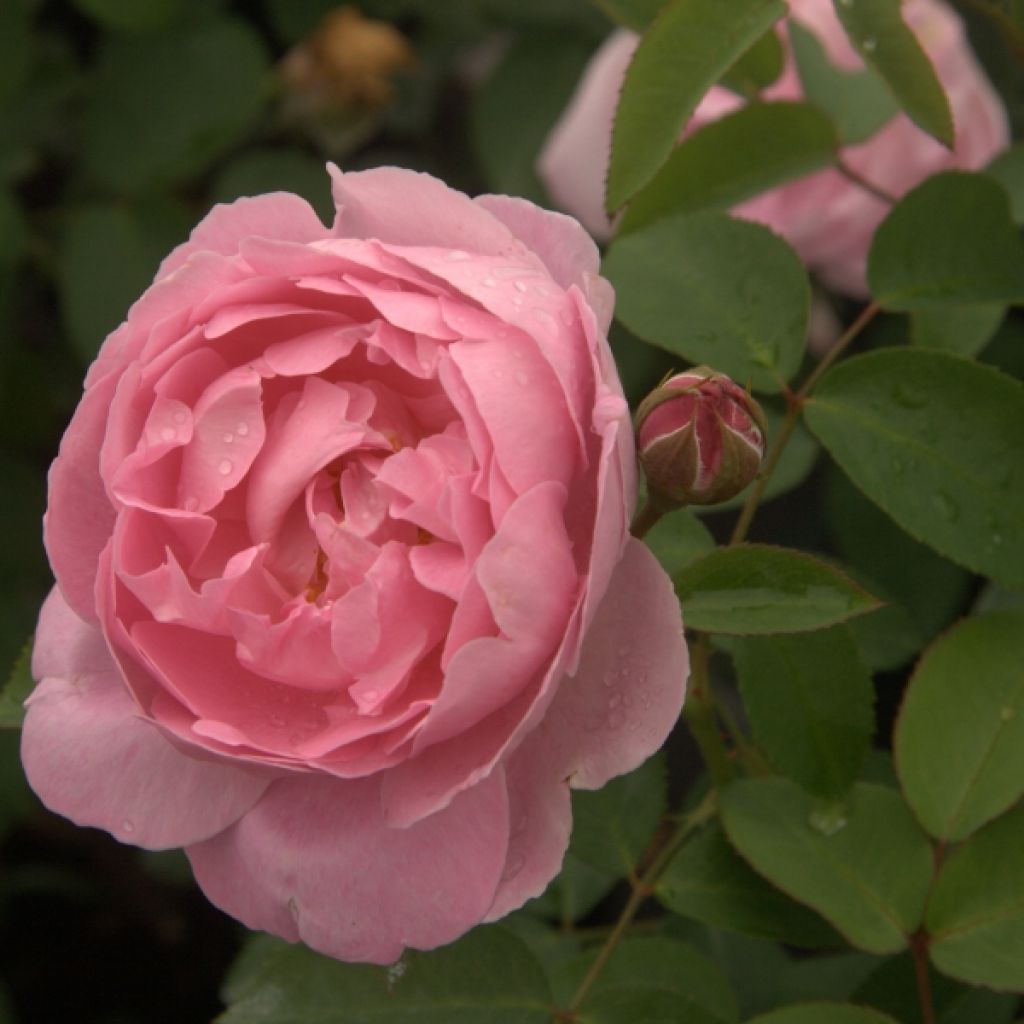 Roseira inglesa Mary Rose