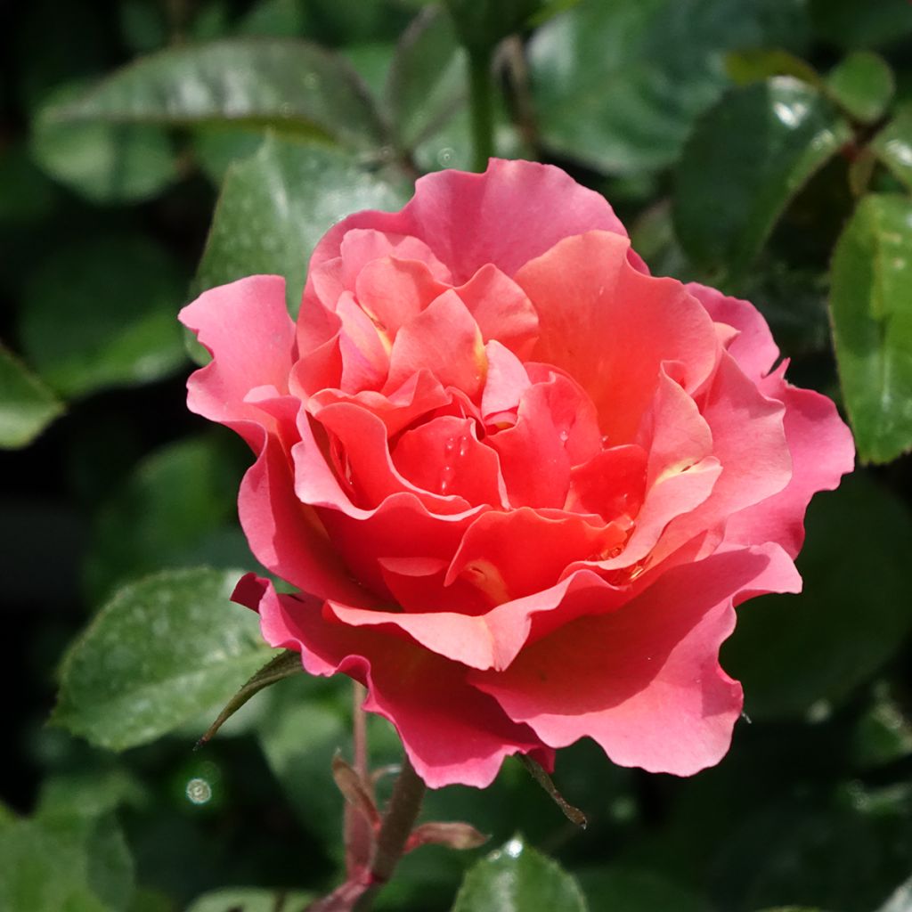 Roseira floribunda Jean Cocteau