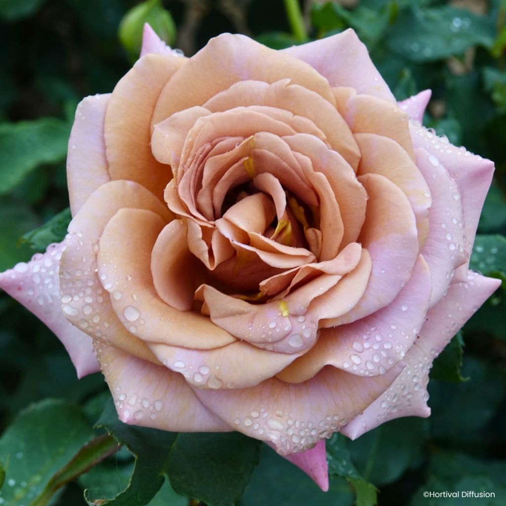 Roseira floribunda Koko Loko