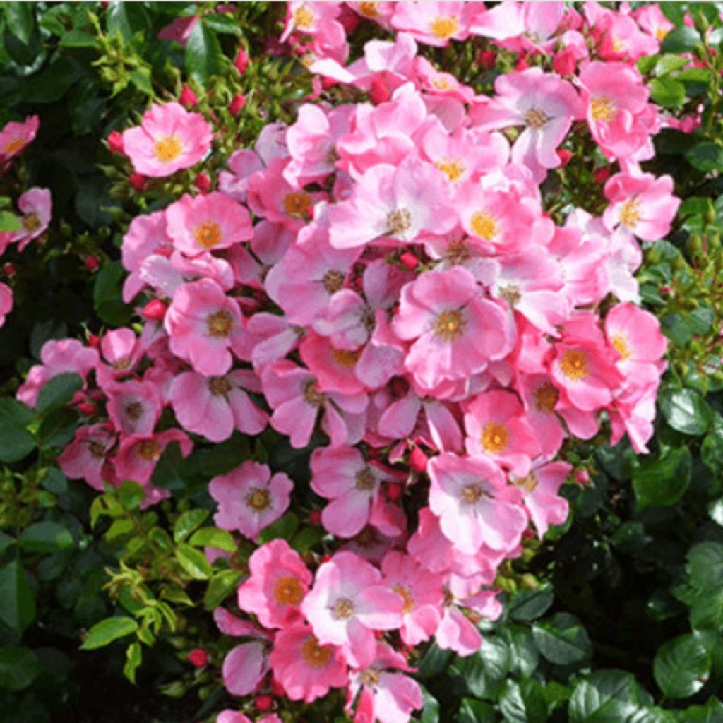 Roseira floribunda Mel Bee®