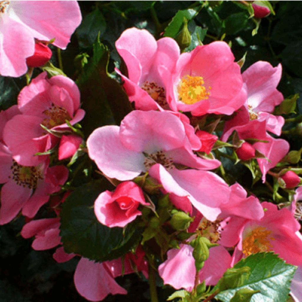 Roseira floribunda Mel Bee®