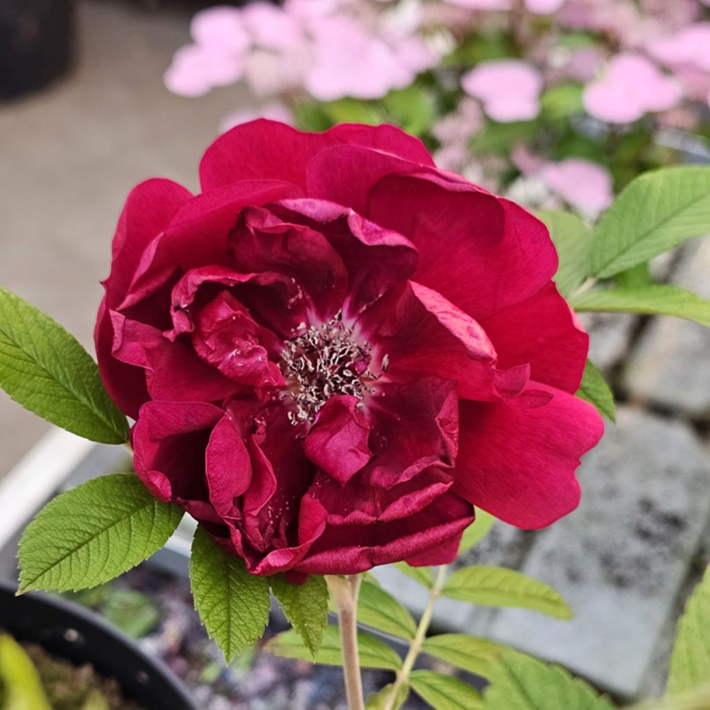 Roseira floribunda TAKE IT EASY® Red