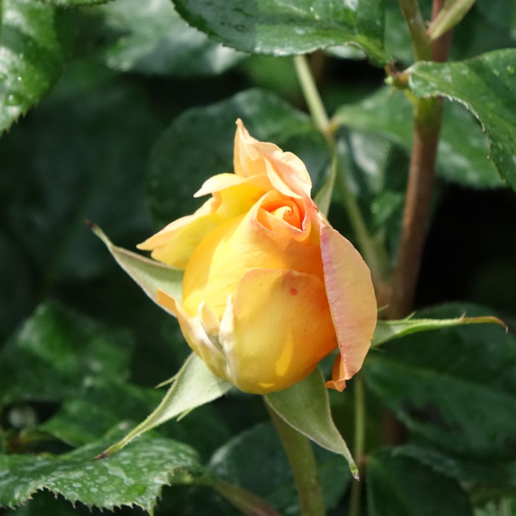 Roseira de flor grande Eureka