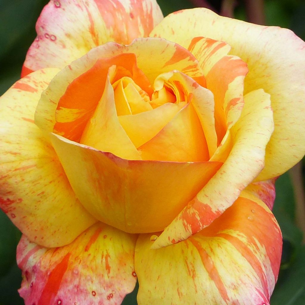 Roseira de flor grande André Willemse