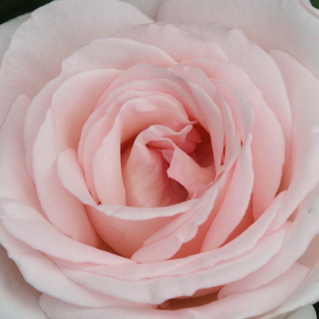 Roseira de flor grande Prince Jardinier