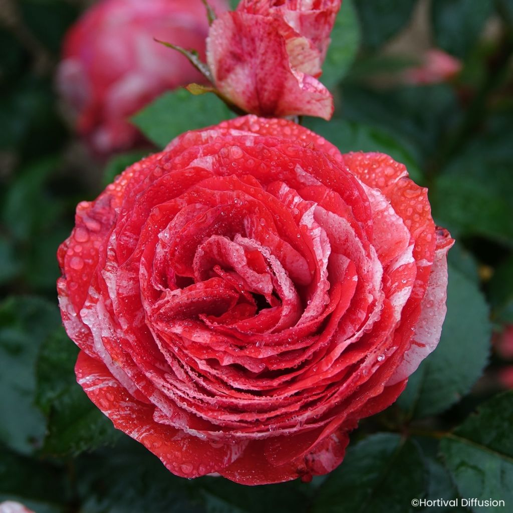 Roseira floribunda Scentimental Coral