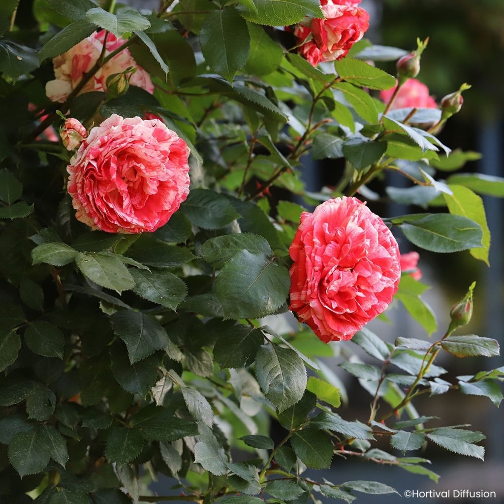 Roseira floribunda Scentimental Coral