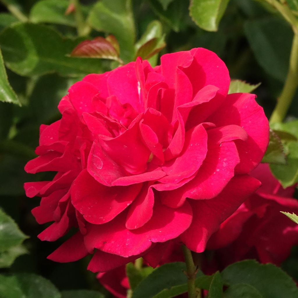 Roseira floribunda Bordeaux