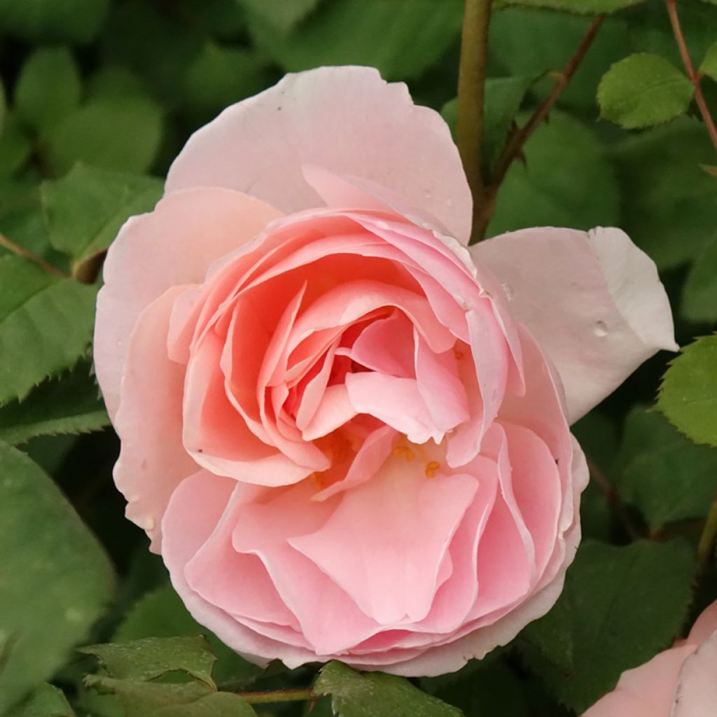 Roseira floribunda Caroline's Heart