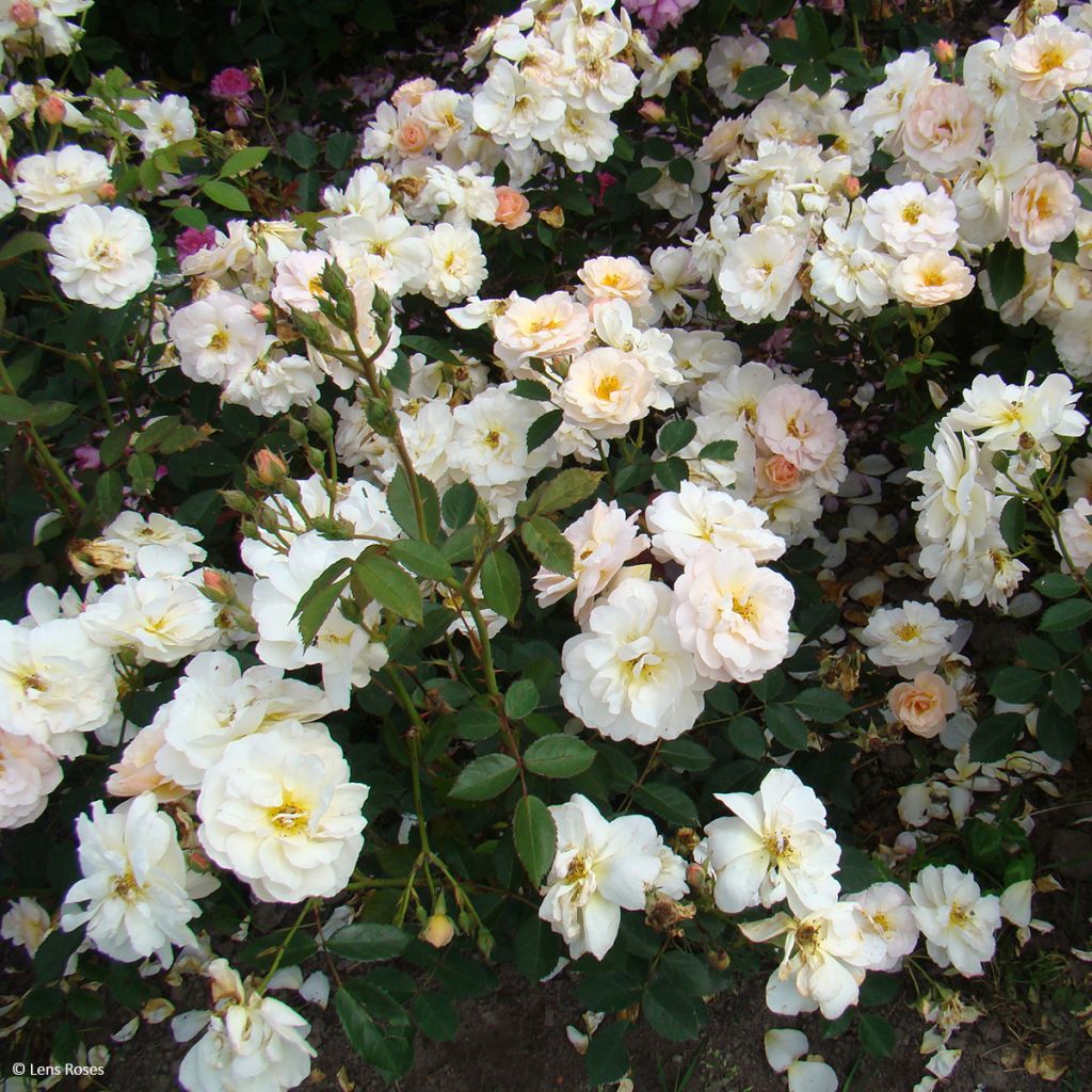 Roseira floribunda Comtesse André d'Oultremont