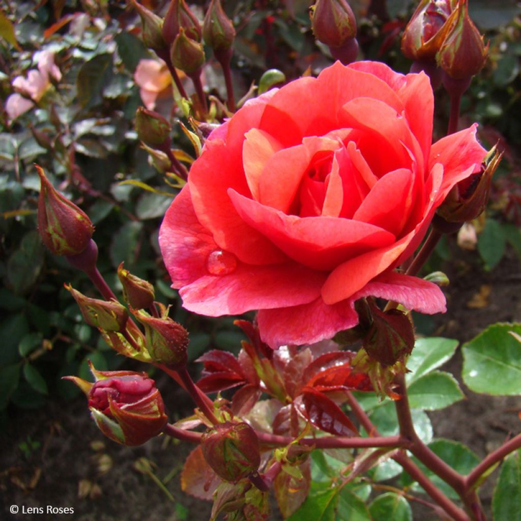 Roseira floribunda Folle Framboise