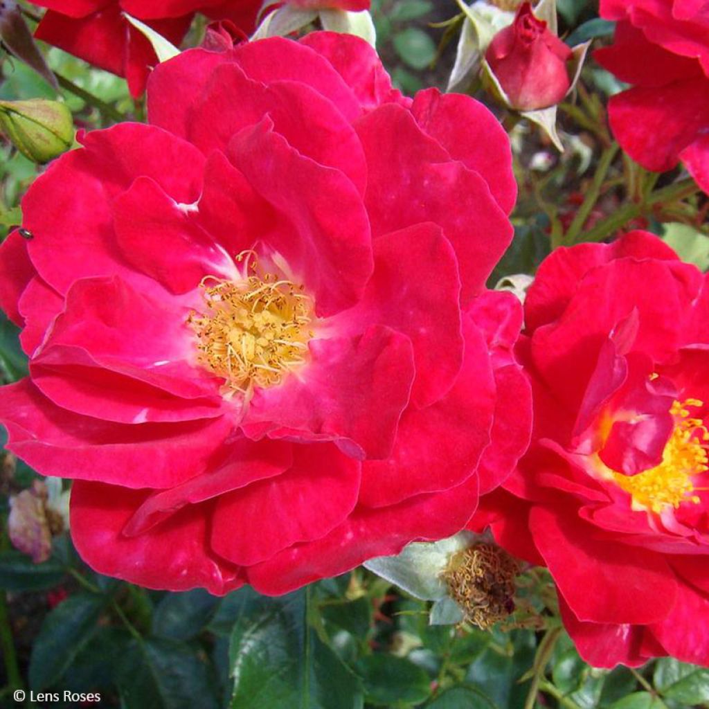 Roseira floribunda Garance