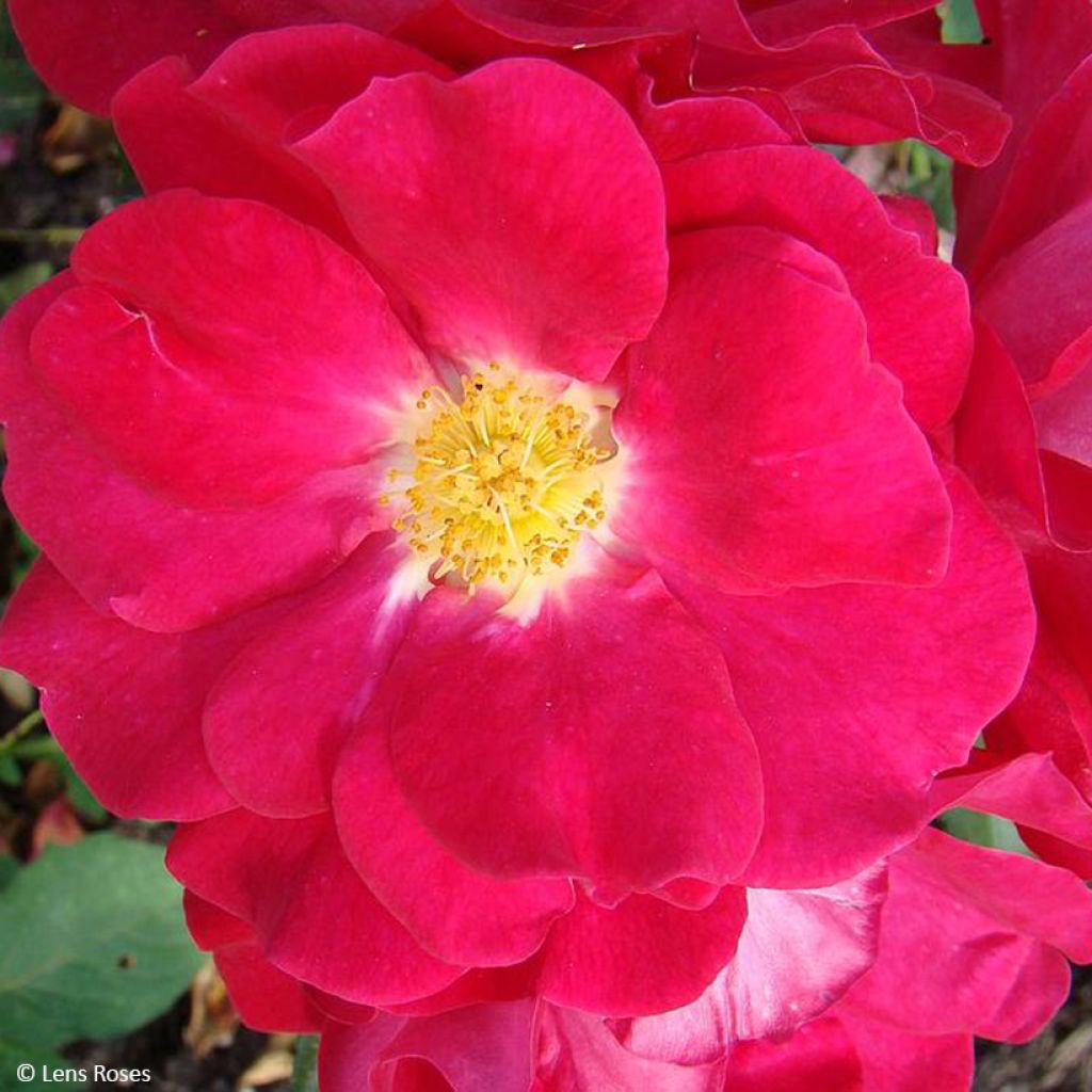 Roseira floribunda Garance