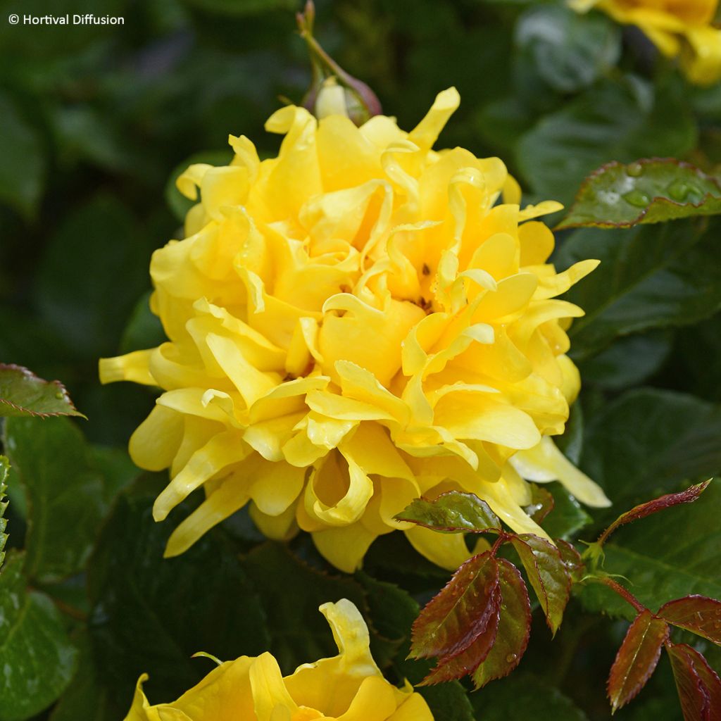 Roseira floribunda Golden Lady Ruffles