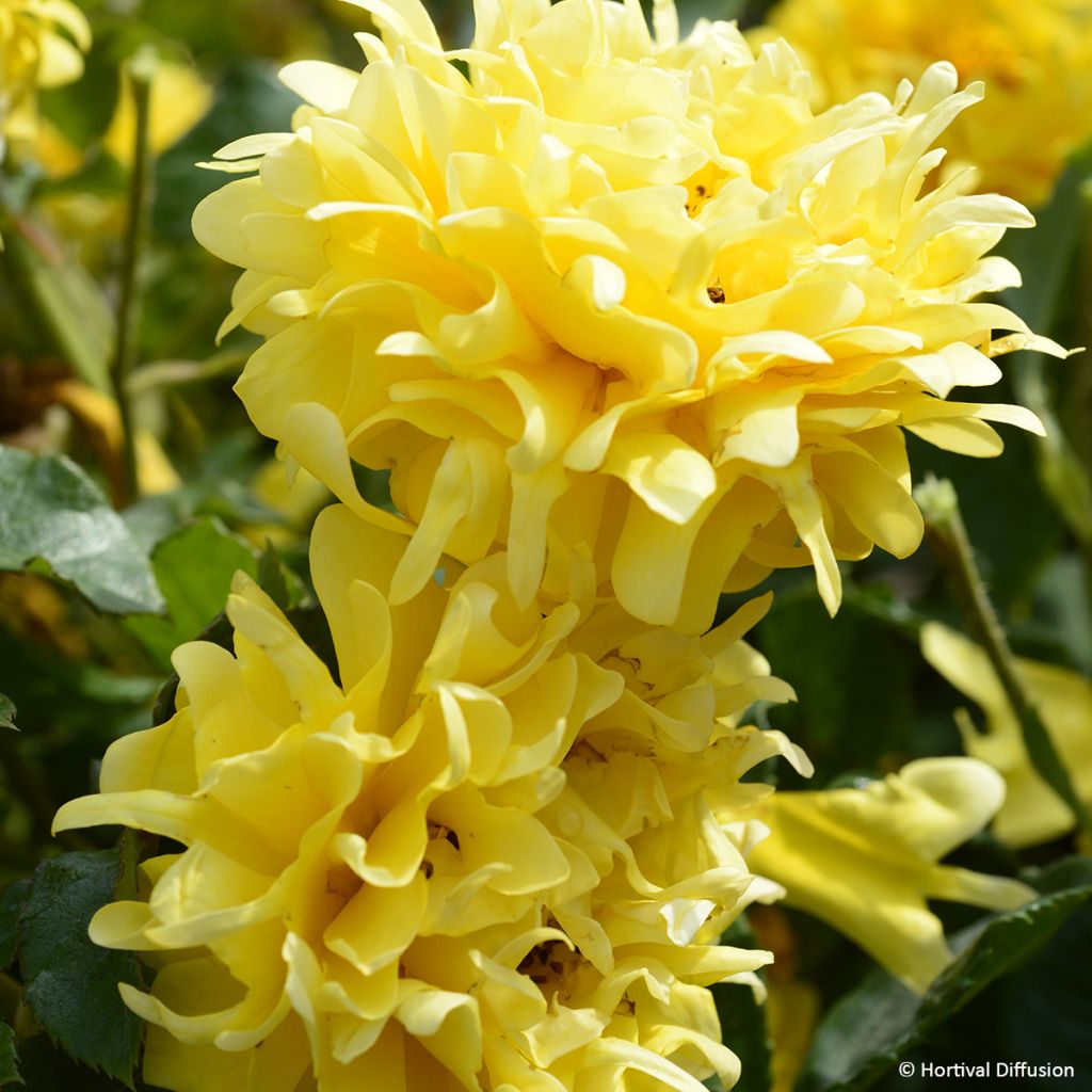 Roseira floribunda Golden Lady Ruffles