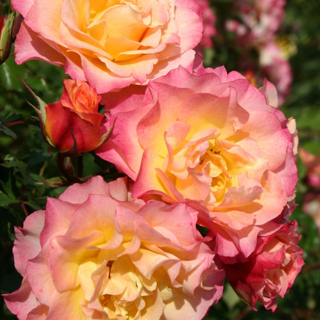 Roseira floribunda Hedge Charmers