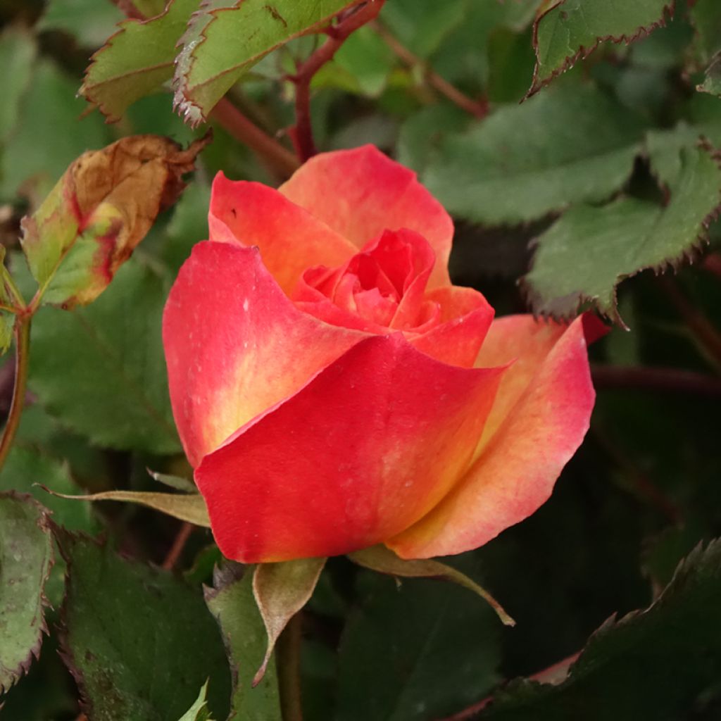 Roseira floribunda Hedge Charmers