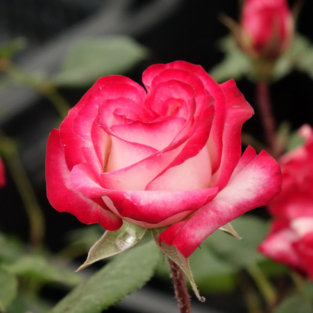 Roseira floribunda Minuette