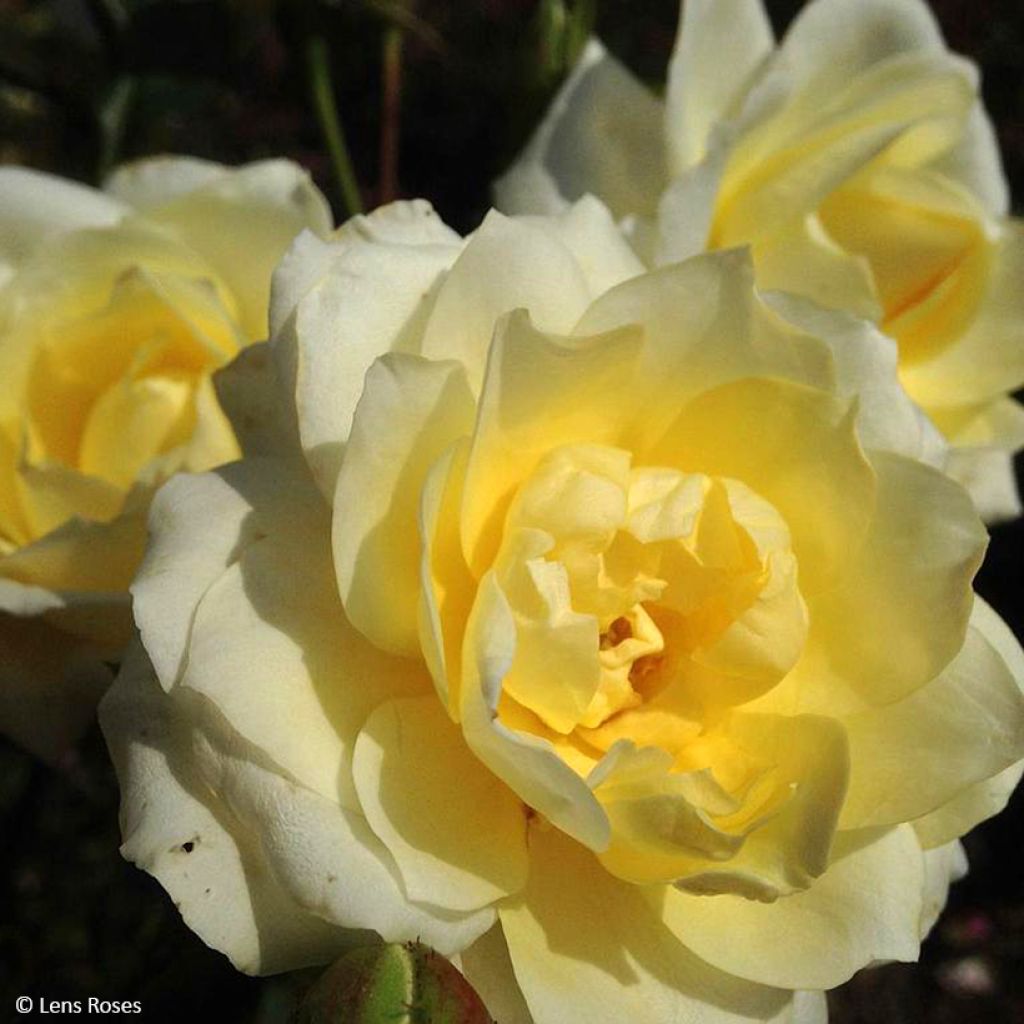 Roseira floribunda Love letter