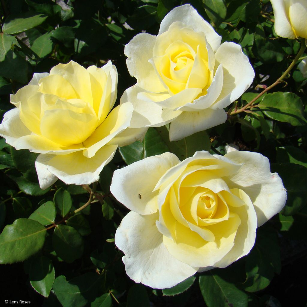 Roseira floribunda Love letter