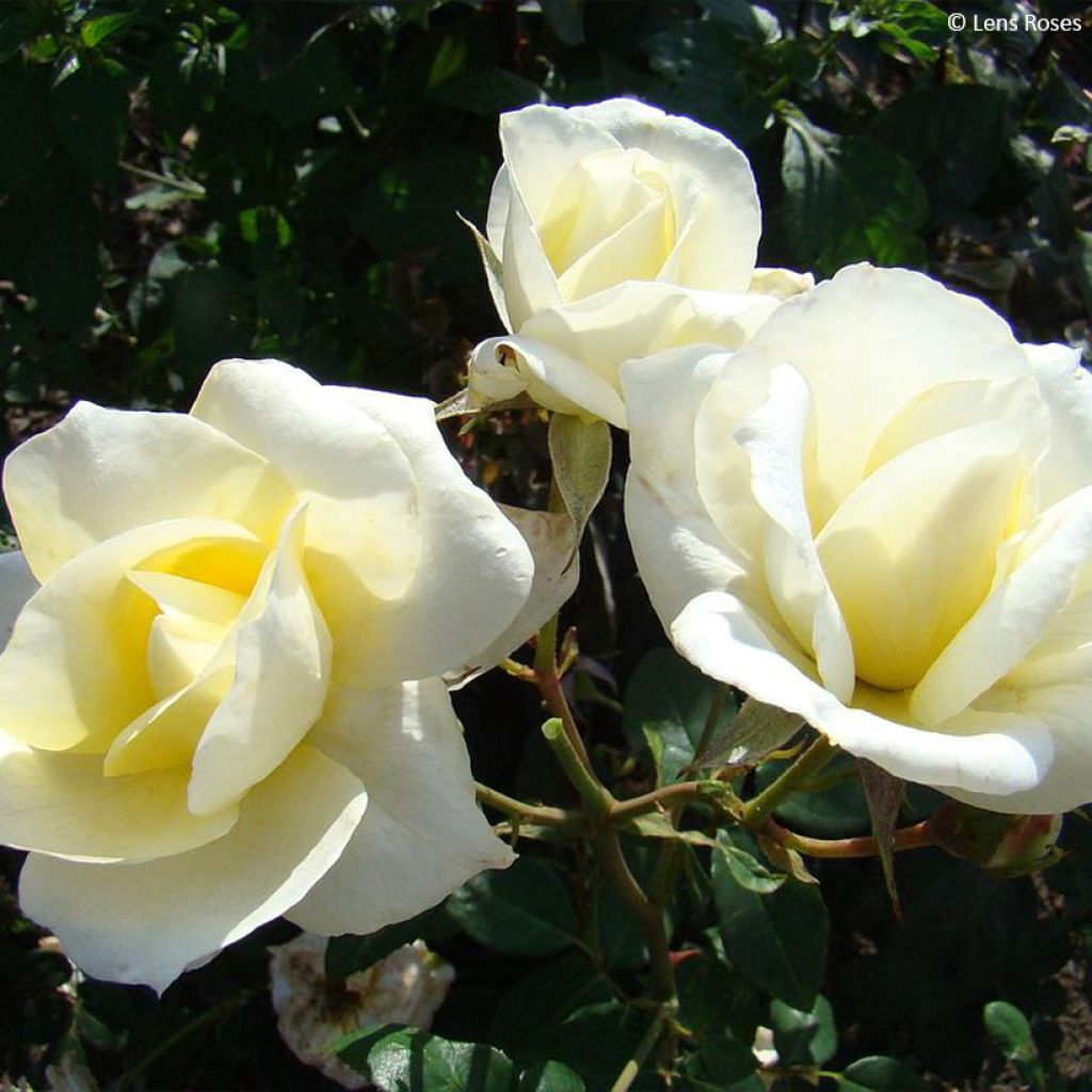 Roseira floribunda Love letter