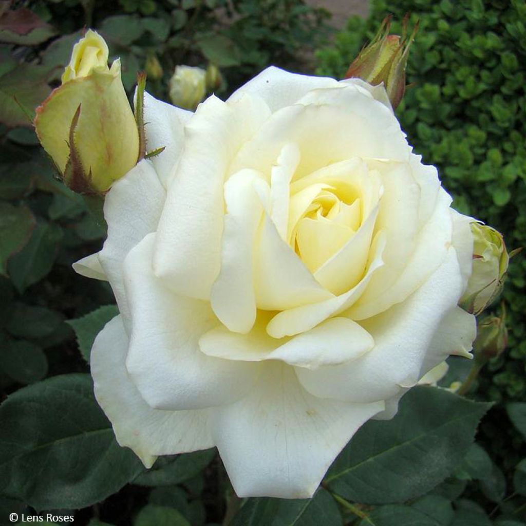 Roseira floribunda Love letter
