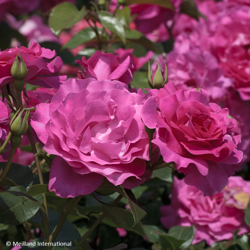 Roseira floribunda Manou Meilland