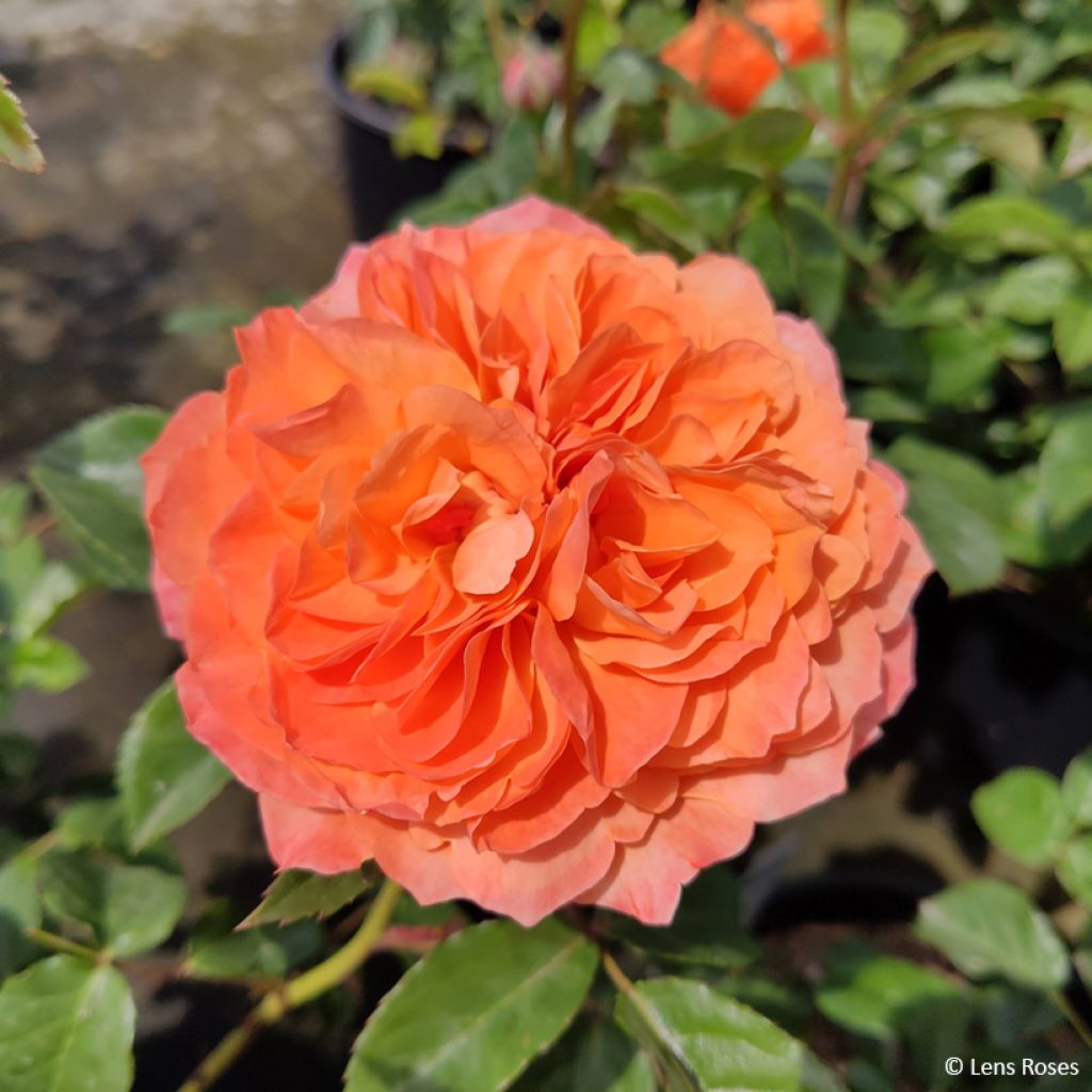 Roseira floribunda Marc's Jubilée®