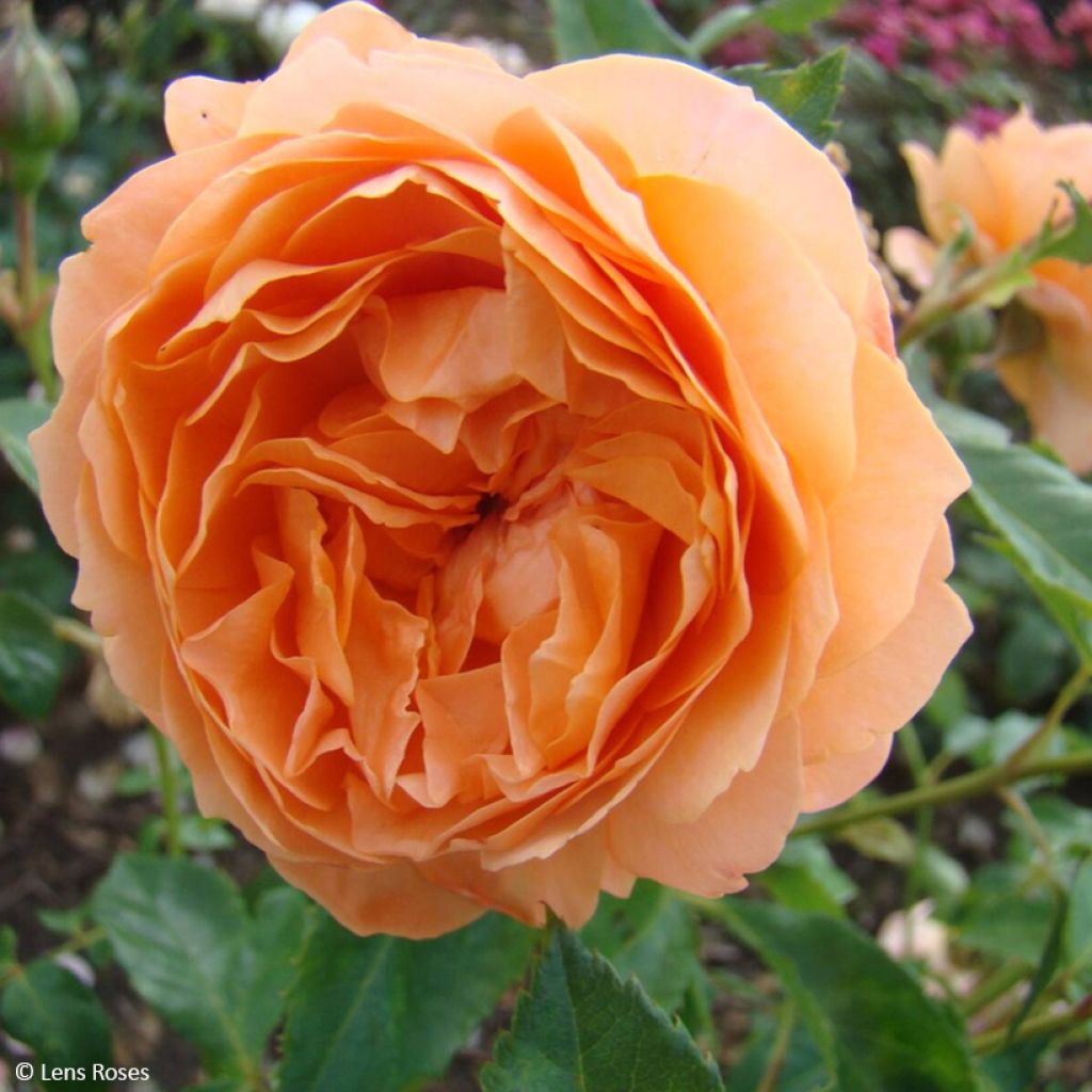 Roseira floribunda Marc's Jubilée®