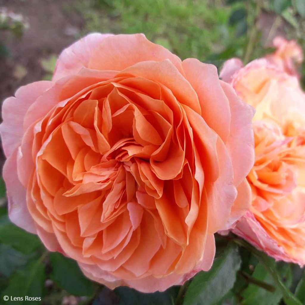 Roseira floribunda Marc's Jubilée®