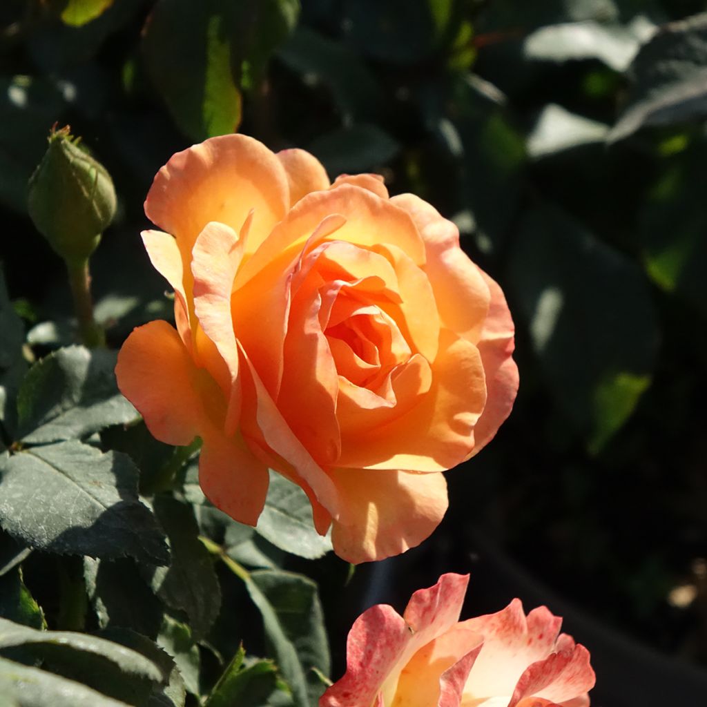 Roseira floribunda Message d'Espoir